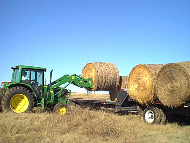 Marye loading hay